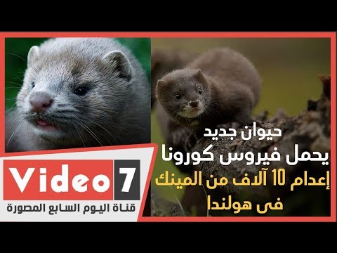 حيوان جديد يحمل كورونا إعدام 10 آلاف من حيوانات المينك بهولندا