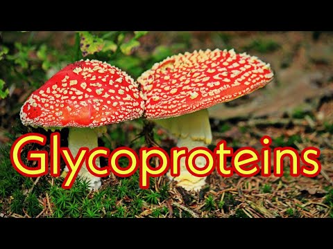 Glycoproteins ?  Examples & Functions ll Glycation & Glycosylation ll Role of mushrooms in immunity