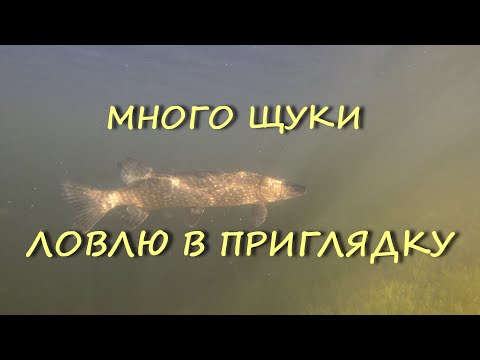 ТАЕЖНОЕ ОЗЕРО ,ГДЕ ИЗ РЫБЫ ТОЛЬКО ЩУКА. ПОДВОДНЫЕ СЬЕМКИ. КАК РАЗГАДАТЬ СЕКРЕТ ЭТОГО ОЗЕРА.