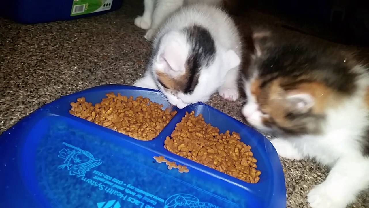 what to feed baby kittens 5 weeks old