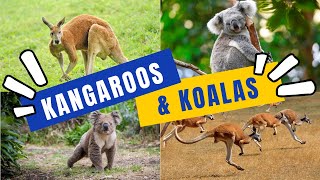 The Wonders Of Kangaroos And Koalas - Fun Facts For Kids