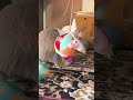 Catch up with the fluffy bunny while playing! #mofu #bunny #rabbit #cute #fluffy #fun #play #可愛い #動物