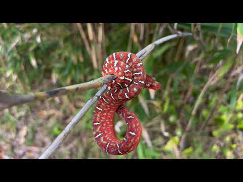 Baby Northern Emerald Tree Boa -  Corallus Caninus - Emerald Tree Boa Neonate