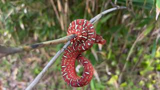 Baby Northern Emerald Tree Boa - Corallus Caninus - Emerald Tree Boa Neonate