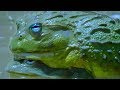 African Bullfrog Dad Protects Tadpoles | Battle of the Sexes in the Animal World | BBC Earth