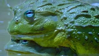 African Bullfrog Dad Protects Tadpoles | Battle of the Sexes in the Animal World | BBC Earth