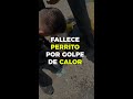 Falleció un perrito por golpe de calor, lo dejaron dentro de un vehículo | VALERIA LLAMAS