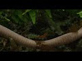 #AmphibianWeek: Meet the Aquatic Caecilian