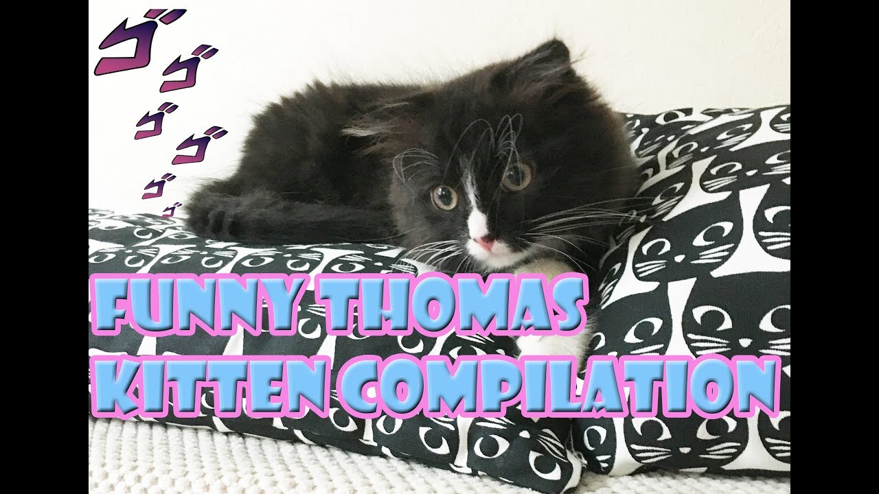 Kitten Thomas Play with Mouse - YouTube