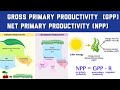 Biomass and Productivity in Ecosystems Explained