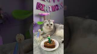 Happy Birthday Kisa 🥳 #Cat #Cats