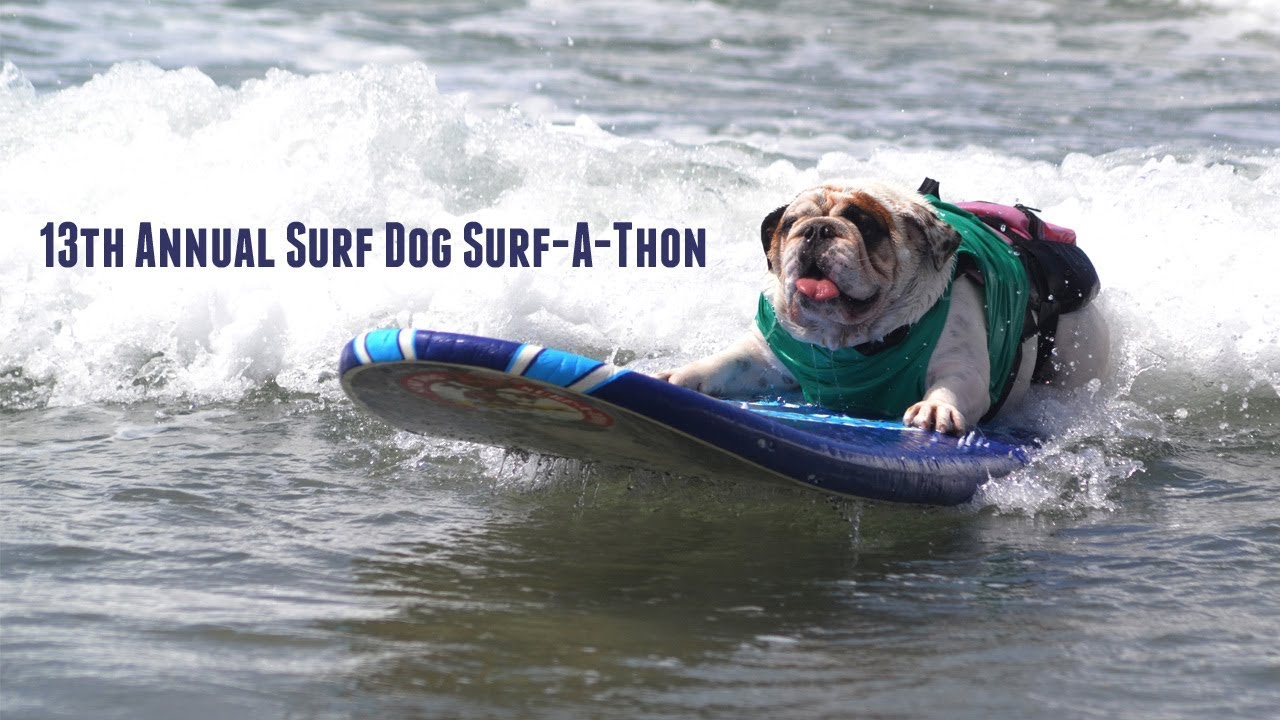 puppy paradise 13th Annual Surf Dog Surf-A-Thon