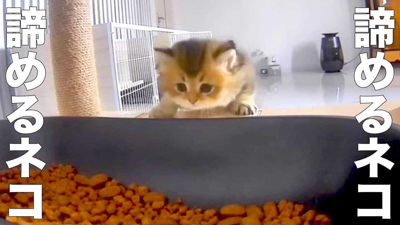 A cat who gives up for any reason [dubbing] - YouTube