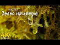 Голос природы - 4K Релакс видео для снятия стресса и глубокого сна - Звуки природы нежный голос