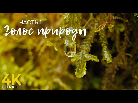 Голос природы - 4K Релакс видео для снятия стресса и глубокого сна - Звуки природы нежный голос