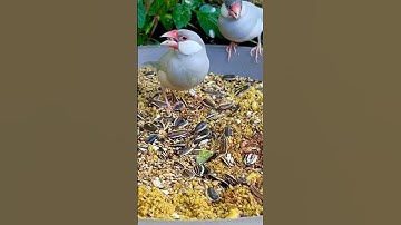 Silver Java Sparrow | Padda Bird | Java Finch | Aviary Birds