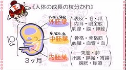 Web玉のタマえもん Youtube