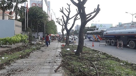 Di dời nhiều cây me tây để xây cầu vượt gần sân bay Tân Sơn Nhất