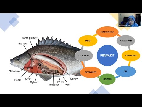 Sistem Imun Pada Ikan dan Molecular Pathway System Interferon Oleh Dr. Dewi Syahidah,