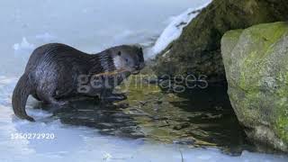 Grizzly Bears Catching Salmon | Nature's Great Events\/\/ animal videos #viral