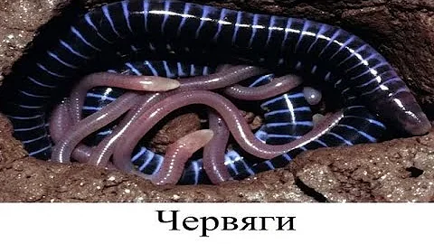 Червяги, безногие тропические земноводные, кормят детёнышей кожей