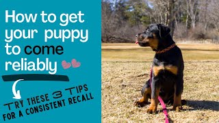 How to Get Puppy to Come Reliably