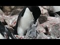 Chinstrap penguins