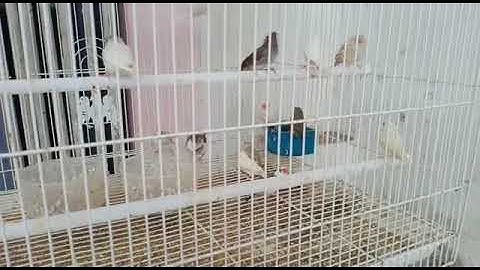 java sparrow breeds Many Color