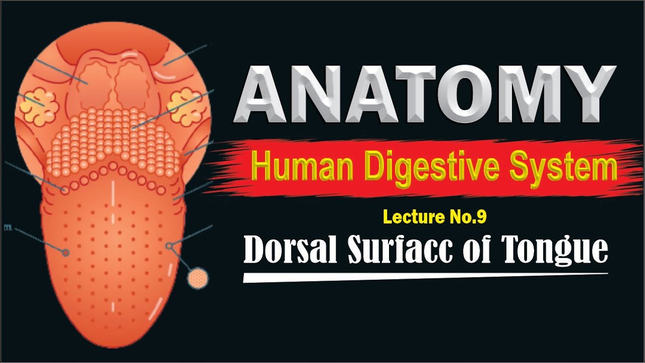 Anatomy of tongue | Dorsal surface || Pharyngeal part | Full detailed