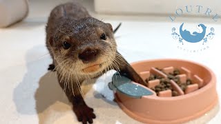 Otters Play Oddly With Dog Food Bowls