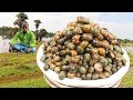 SNAIL RECIPE !!! 1000 Snails Prepared by my uncle food fun village