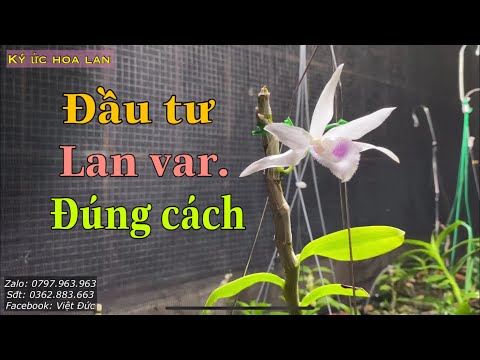 ĐẦU TƯ VÀO LAN VAR ĐÚNG CÁCH VÀ HIỂU RÕ THỊ TRƯỜNG LÊN XUỐNG | Foci