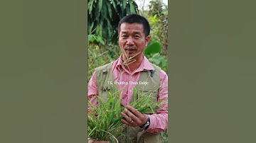 Cỏ Mần Trầu – Loài cỏ nhỏ bé nhưng có công dụng lớn với gan và thận #tiensiphuongthaoduoc #thaoduoc