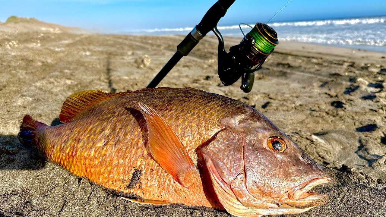 PESCA de PARGOS GRANDES en la ORILLA de la PLAYA || pescando en LA PAZ BCS.