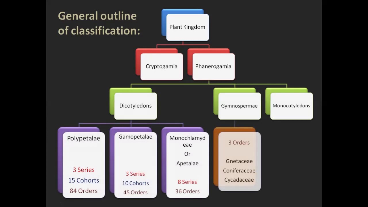 Classification Of Bentham And Hooker Bentham and Hooker system of classification of flowering plants - YouTube