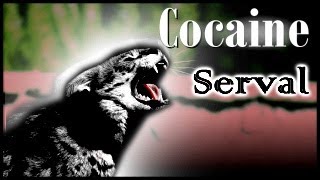 Regarding the Cocaine Cat
