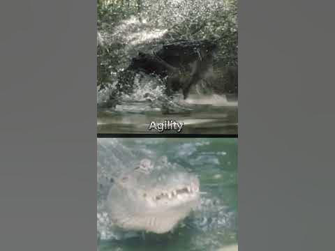 Saltwater Crocodile VS American Alligator - YouTube
