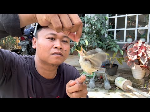 Tolong beritahu saya, cara merawat burung ini sampai gacor, ini sudah terlanjur saya rawat 😅😅😅