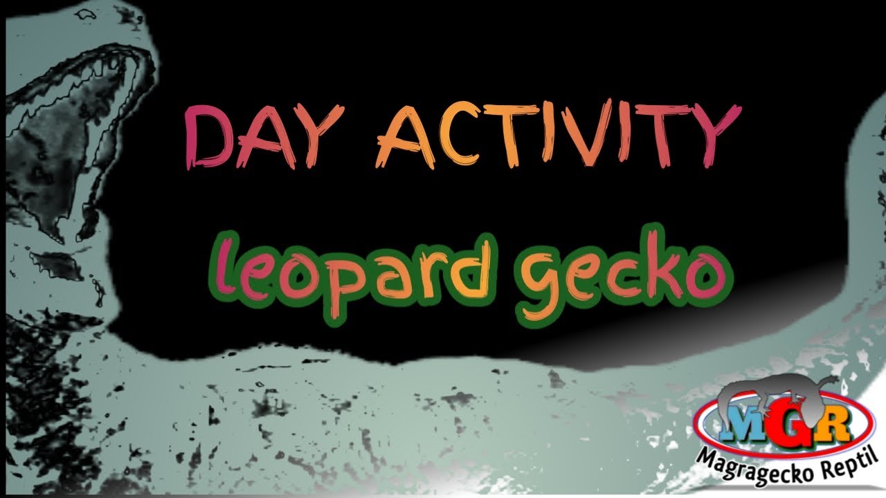 Aktivitas hewan  peliharaan  reptil  leopard gecko YouTube