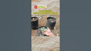 First fertilization of cucumber plants in polybags #gardening #garden