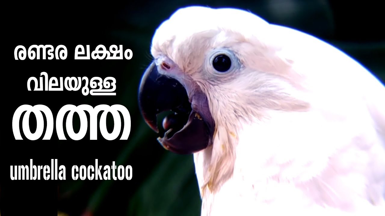 camera iphone 8 plus apk UMBRELLA COCKATOO / വെളുത്ത തത്തയുടെ വിശേഷം Exotic Pets / A Funny and Cute Cockatoo Parrot