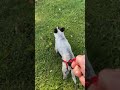 When I put him in this, he gets the zoomiezzzz