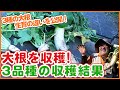 家庭菜園でどのダイコン育てる？大根栽培で3品種を収穫して生育の違いを比較してみた【農園ライフ】