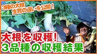 家庭菜園でどのダイコン育てる？大根栽培で3品種を収穫して生育の違いを比較してみた【農園ライフ】