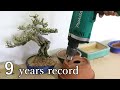 9 year growth record Gardenia 9年間の成長 クチナシ