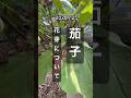 【茄子・脇芽に付いた花芽について】 #ナス栽培