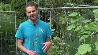 Cucumber Beetle and Cucumber Diseases and Wilt