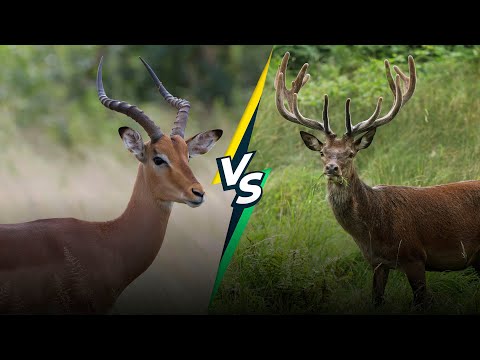 Antelope vs Deer: What's the Difference?