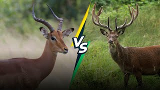 Antelope vs Deer: What's the Difference?