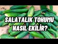 Direkt tarlaya baheye salatalk tohumu nasl ekilir